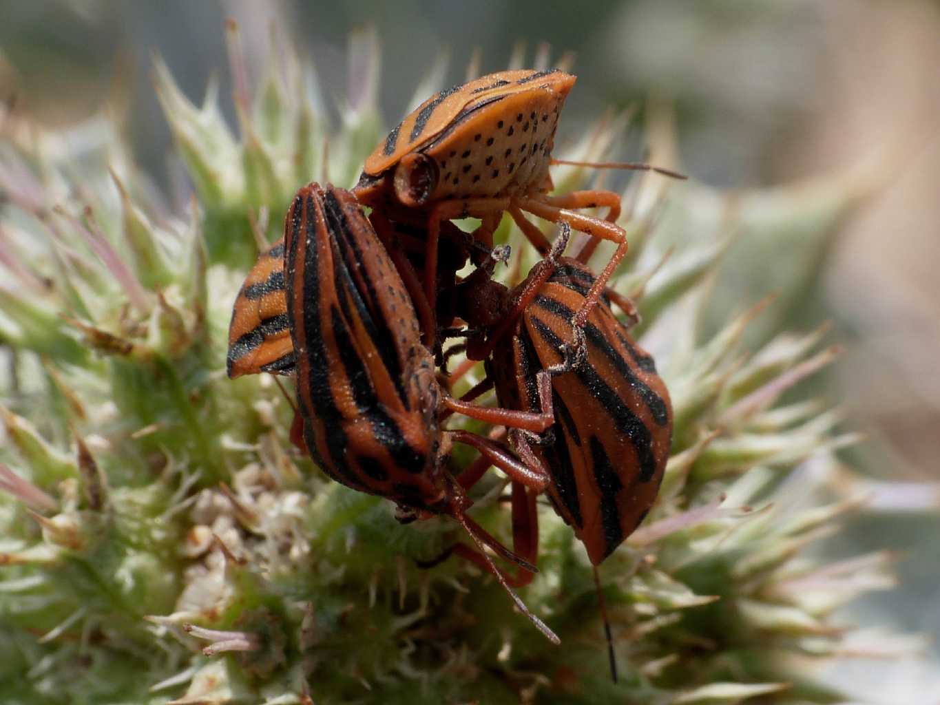 Graphosoma lineatum in copula